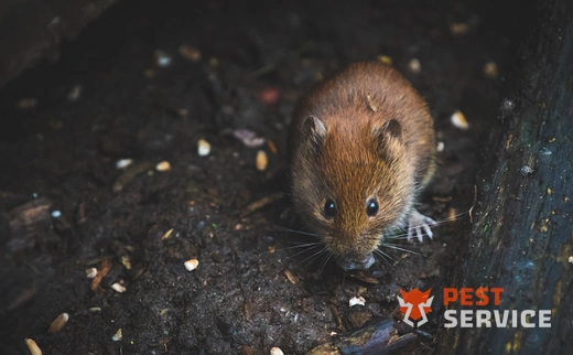 Дератизация в Агидели